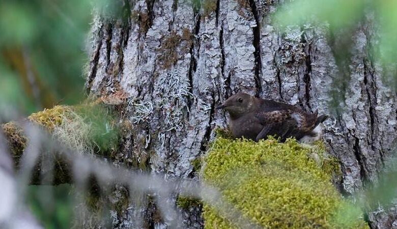 Artificial Intelligence Enhances Monitoring Of Threatened Marbled Murrelet – Eurasia Review Artificial Intelligence Enhances Monitoring Of Threatened Marbled Murrelet – Eurasia Review