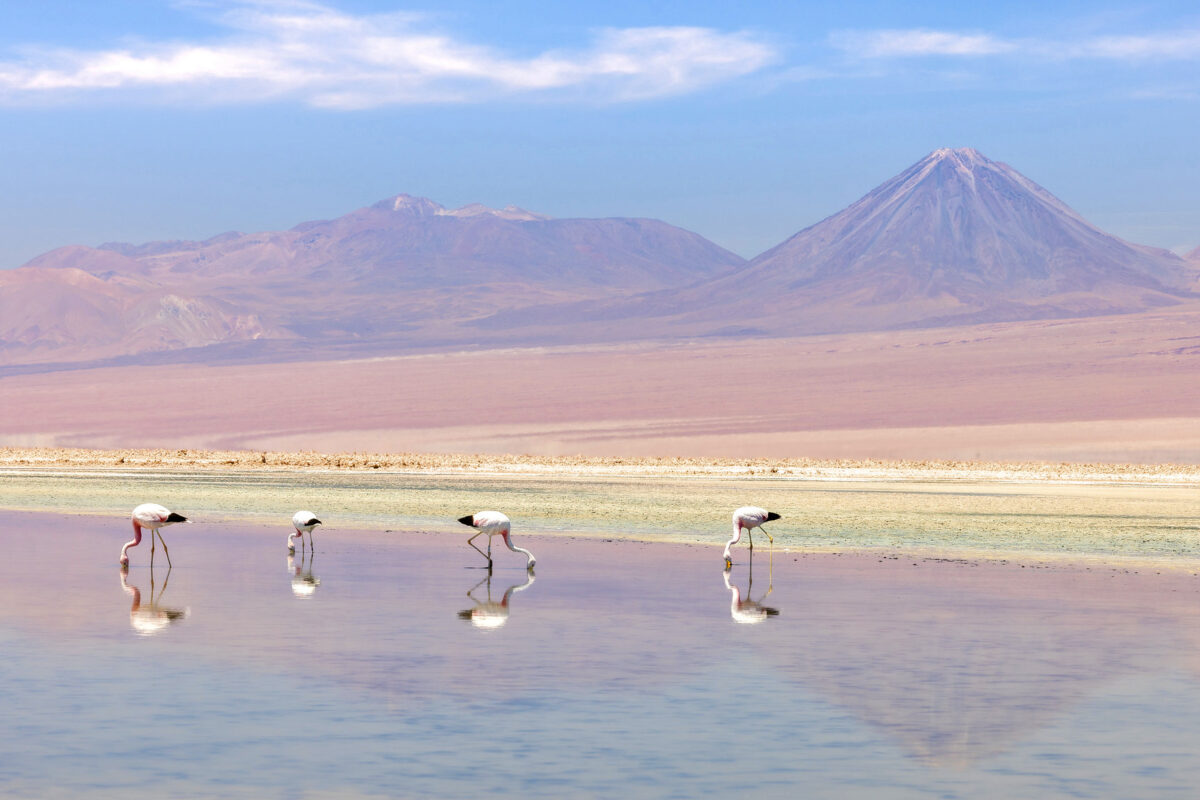 The Andean flamingo (Phoenicoparrus andinus)