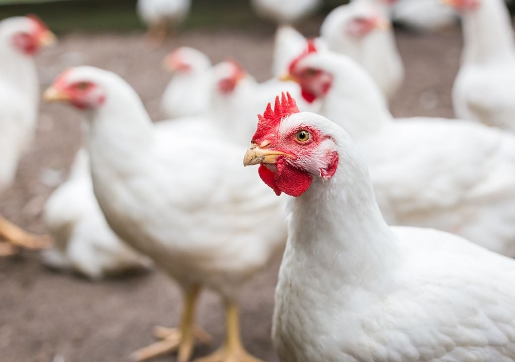 Chickens' emotional states.