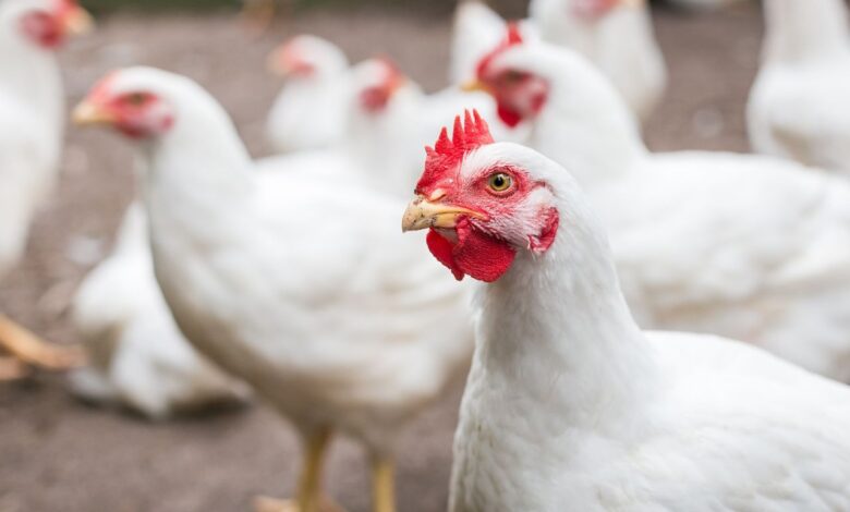 With artificial intelligence they verified that chickens get excited and afraid With artificial intelligence they verified that chickens get excited and afraid
