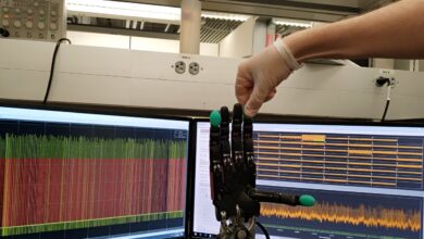 Biohybrid robotic hand may help unravel complex sensation of touch