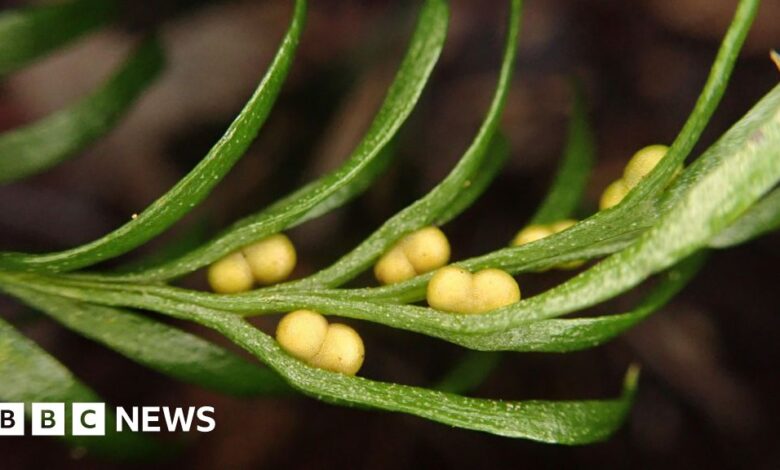 Tiny fern smashes world record for biggest DNA Tiny fern smashes world record for biggest DNA