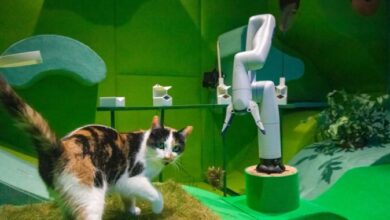 Cats playing with robots proves a winning combo in novel art installation