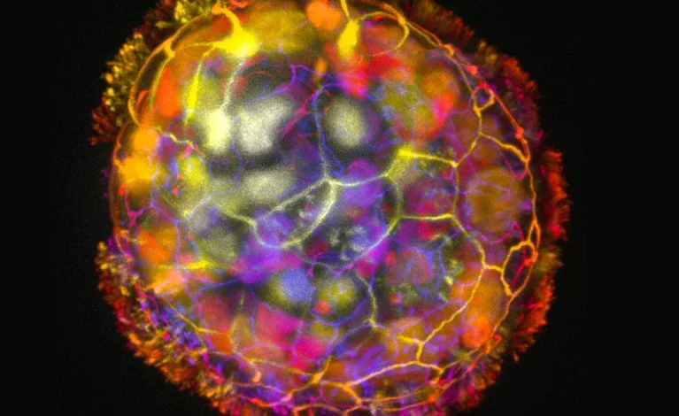 Scientists create tiny robots from human cells that can heal neuron tissue Scientists create tiny robots from human cells that can heal neuron tissue