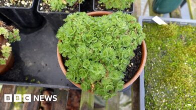 Extinct ‘mountain jewel’ plant returned to wild