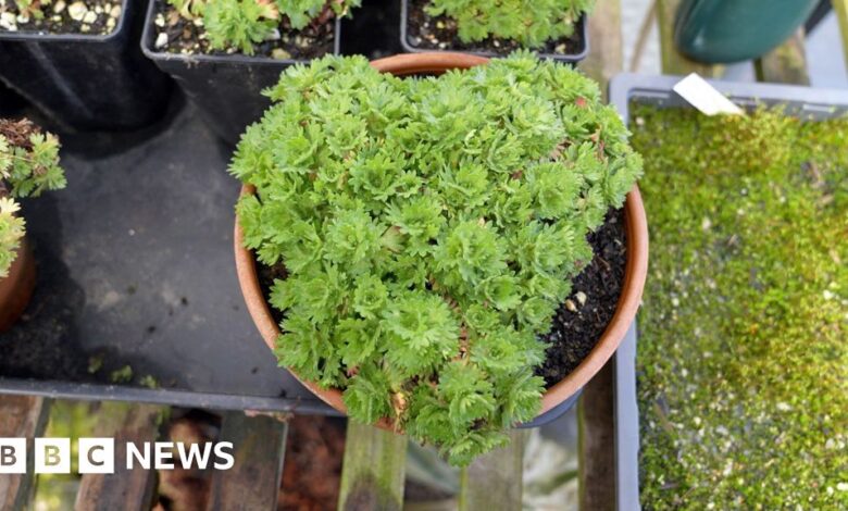 Extinct ‘mountain jewel’ plant returned to wild Extinct ‘mountain jewel’ plant returned to wild
