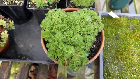 BBC/Gwyndaf Hughes Rosy saxifrage in a pot on a table 