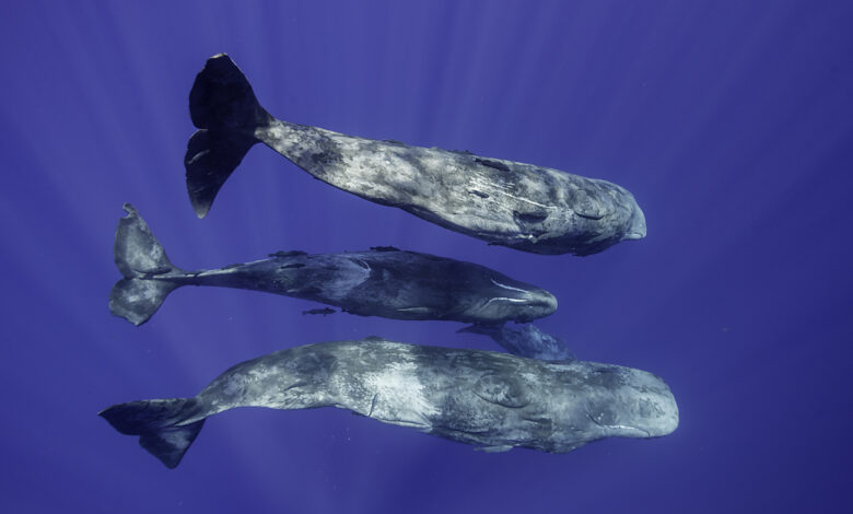 How AI is decoding whale communication : Short Wave : NPR How AI is decoding whale communication : Short Wave : NPR