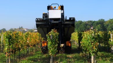 Antinori bets on vineyard robots