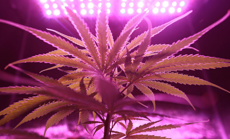 Paybotic’s Reliable Banking Services Empower Cannabis Entrepreneurs | Cannabis Now Paybotic’s Reliable Banking Services Empower Cannabis Entrepreneurs | Cannabis Now