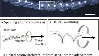 Researchers uncover how jelly sea creatures might shape modern robotics