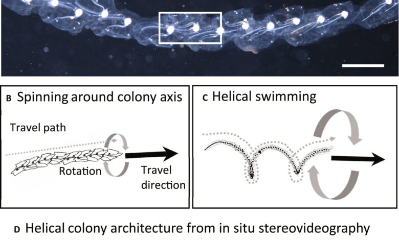 Researchers uncover how jelly sea creatures might shape modern robotics Researchers uncover how jelly sea creatures might shape modern robotics