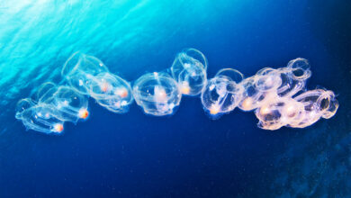 Jelly sea creature ‘jet propulsion’ could give robots a boost