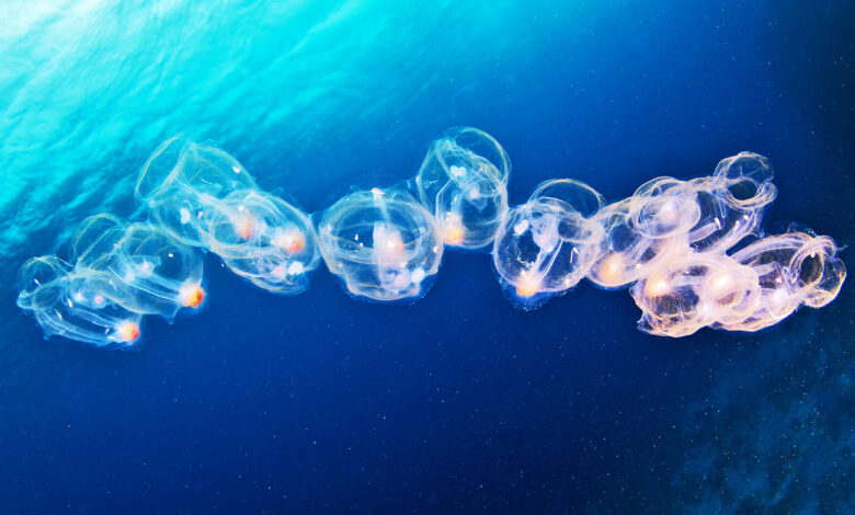 Jelly sea creature ‘jet propulsion’ could give robots a boost Jelly sea creature ‘jet propulsion’ could give robots a boost