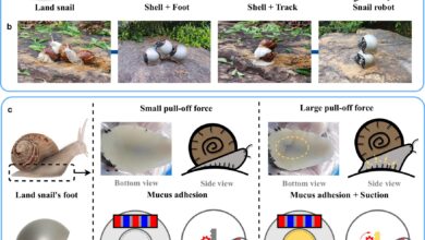 Scientists create robot snails that can move independently using tracks or work together to climb