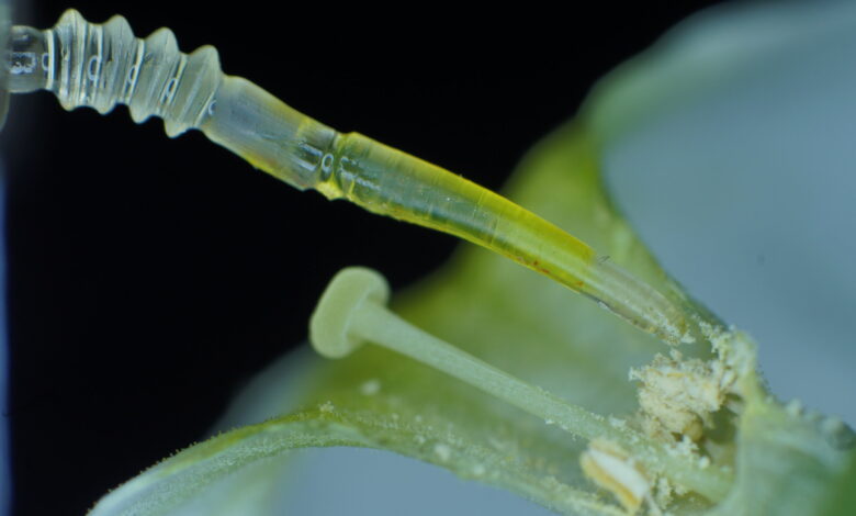 Scientists develop a soft robot that mimics a spider’s leg Scientists develop a soft robot that mimics a spider’s leg