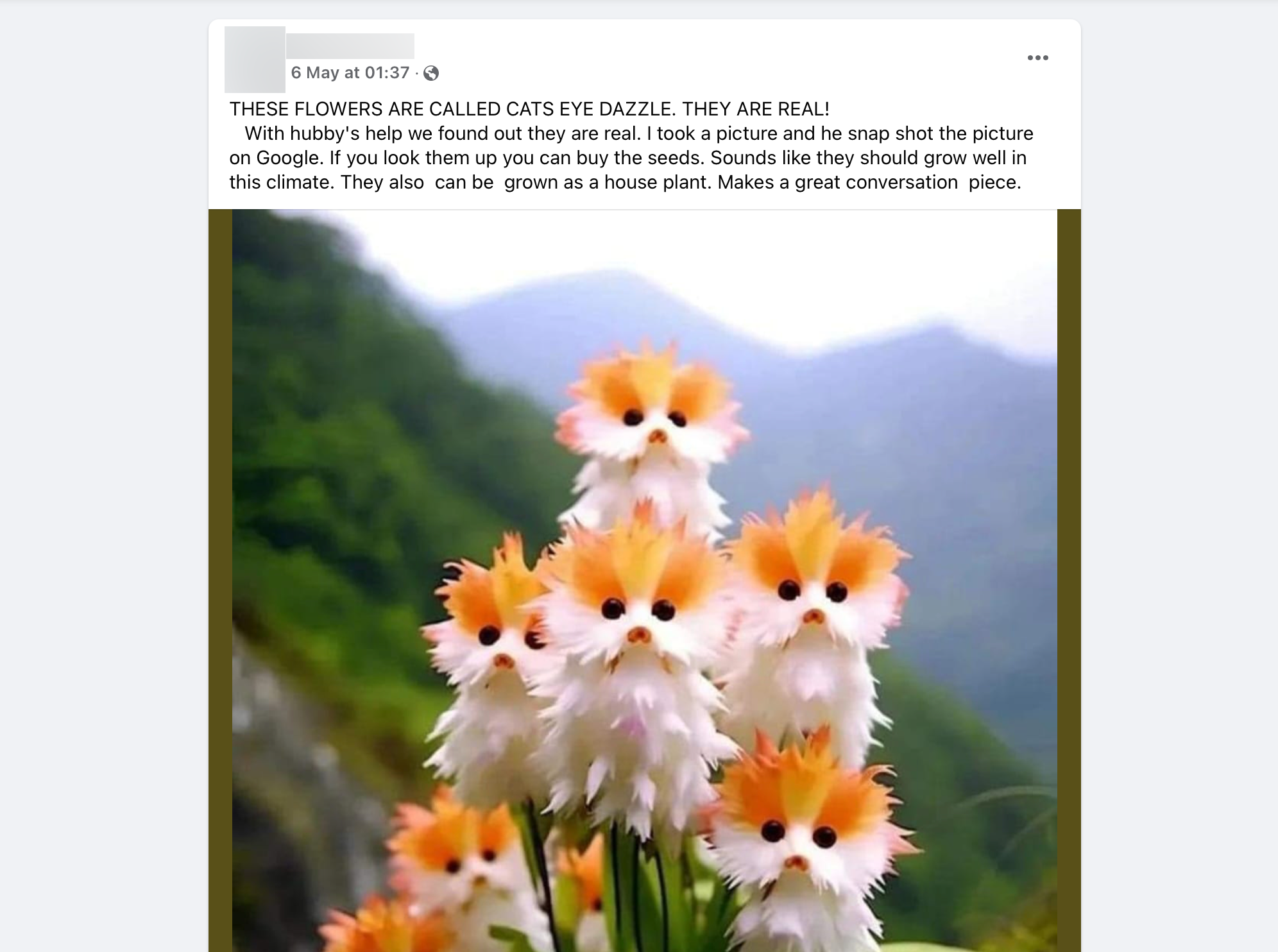 Fake "Cat's Eye Dazzle" plants on Facebook.