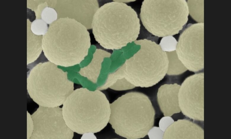 Tiny tenacious robots snatch bacteria and microplastics out of the water Tiny tenacious robots snatch bacteria and microplastics out of the water