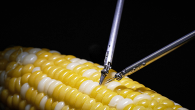 Sony’s new microsurgery robot stitches up a corn kernel