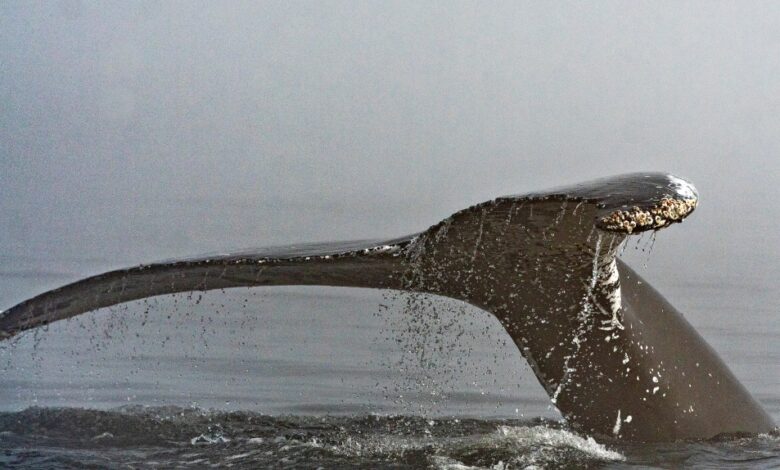 Montreal-based startup gets 0,000 to help protect whales using AI Montreal-based startup gets 0,000 to help protect whales using AI