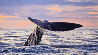 Artificial intelligence decodes whale ‘alphabet’