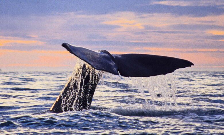 Artificial intelligence decodes whale ‘alphabet’ Artificial intelligence decodes whale ‘alphabet’