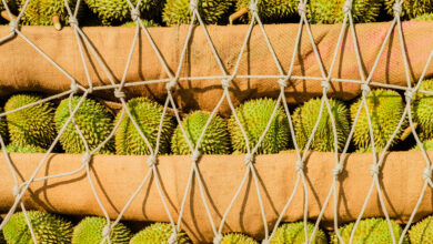 China’s Lust for Durian Is Creating Fortunes in Southeast Asia