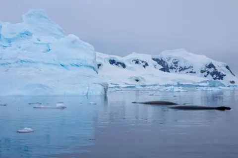 Victoria Gill Two whales 'snoozing' at the surface close to an iceberg in Antarctica