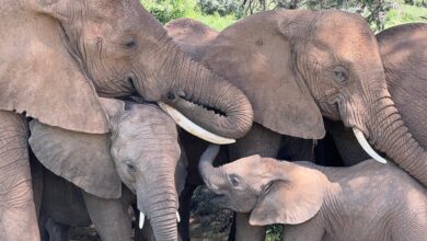 Every Elephant Has Its Own Name, Study Suggests