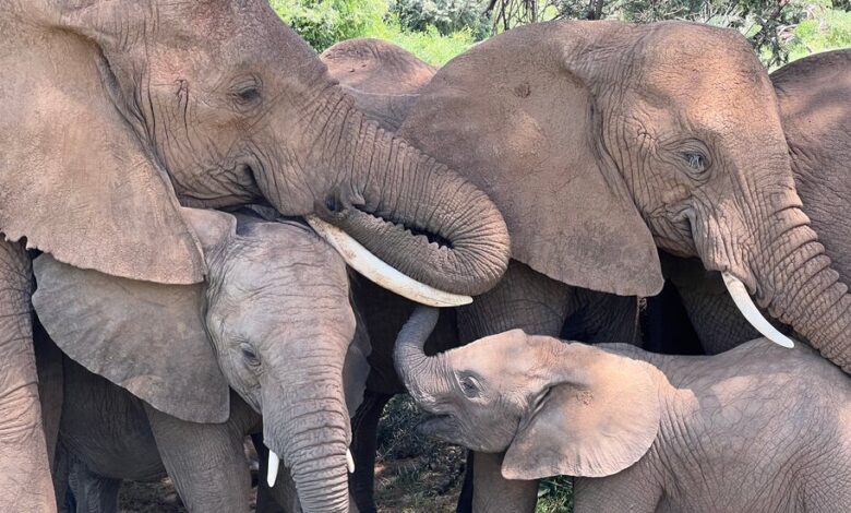 Cada elefante tiene nombre propio, sugiere un estudio Cada elefante tiene nombre propio, sugiere un estudio