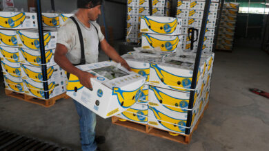 Chiquita Banana Held Liable for Paramilitary Group’s Killings During Colombian Civil War