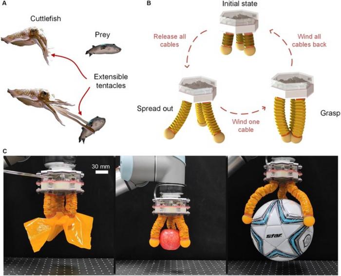 Bioinspired grasping of the origami gripper.