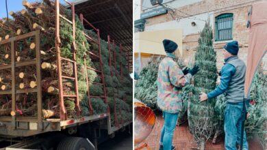 Eco-Friendly Puts Up and Takes Down Your Christmas Tree