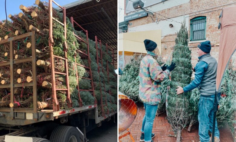 Eco-Friendly Puts Up and Takes Down Your Christmas Tree Eco-Friendly Puts Up and Takes Down Your Christmas Tree