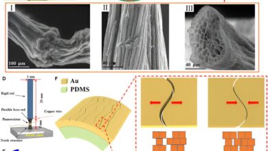 Researchers develop advanced mechanosensor inspired by Venus flytrap