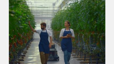 Robots to boost veggie growers’ tech