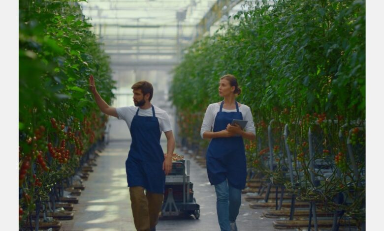 Robots to boost veggie growers’ tech Robots to boost veggie growers’ tech