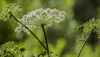 poison-hemlock_Lev-via-Adobe-Stock.png