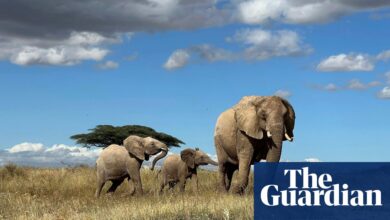 Elephants call each other by name, study finds | Zoology