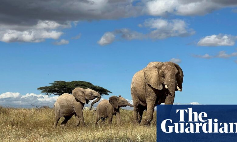 Elephants call each other by name, study finds | Zoology Elephants call each other by name, study finds | Zoology