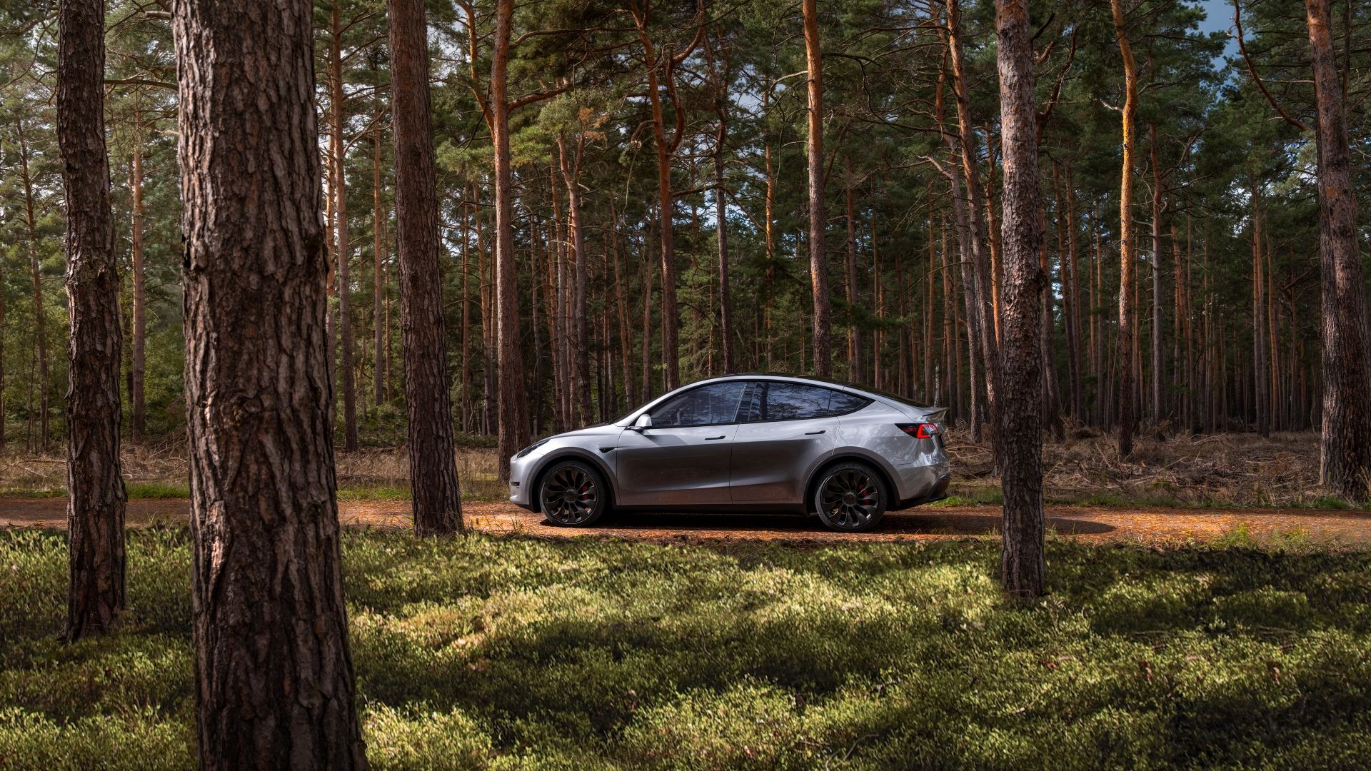 2024 Tesla Model Y parked in a forest