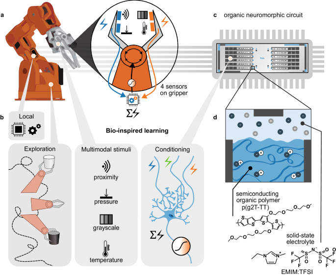 Bio-inspired multimodal learning with organic neuromorphic electronics ...
