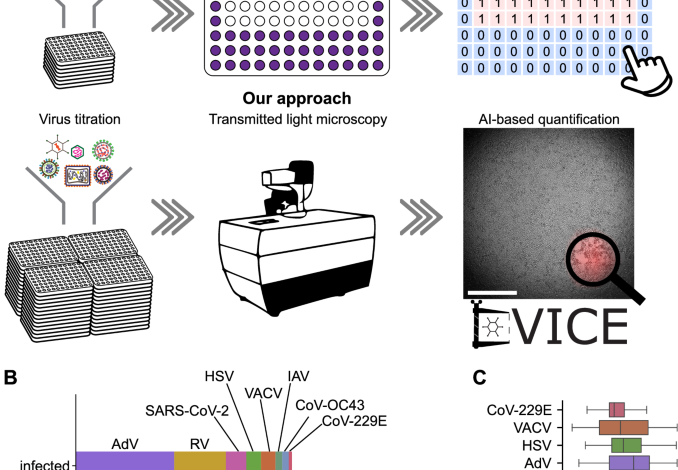 A versatile automated pipeline for quantifying virus infectivity by label-free light microscopy and artificial intelligence A versatile automated pipeline for quantifying virus infectivity by label-free light microscopy and artificial intelligence
