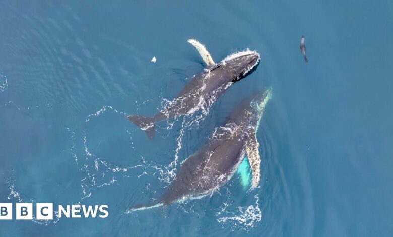 Antarctic whale ‘acrobatics’ revealed in drone footage Antarctic whale ‘acrobatics’ revealed in drone footage