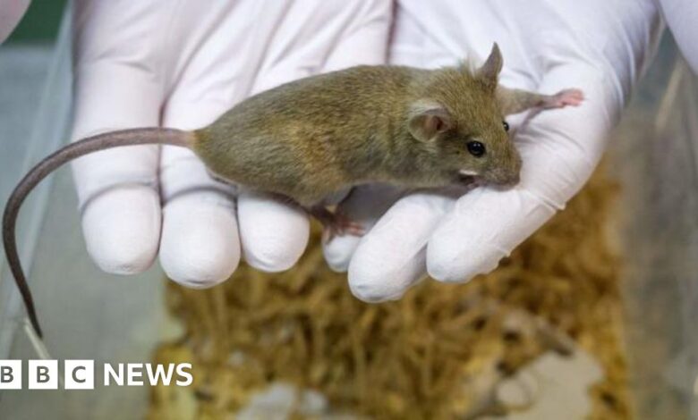Could AI put an end to animal testing? Could AI put an end to animal testing?