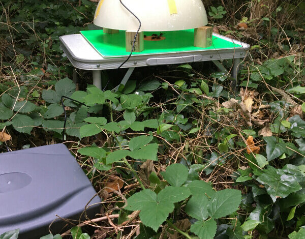 Artificial Intelligence raises alarm on invasive hornet species Labmate Online Artificial Intelligence raises alarm on invasive hornet species Labmate Online