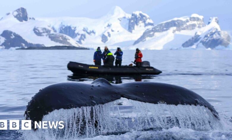 Following Antarctic whales for climate change clues Following Antarctic whales for climate change clues