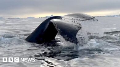 Why scientists are studying whales with a crossbow