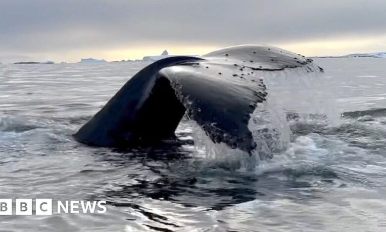 Why scientists are studying whales with a crossbow Why scientists are studying whales with a crossbow