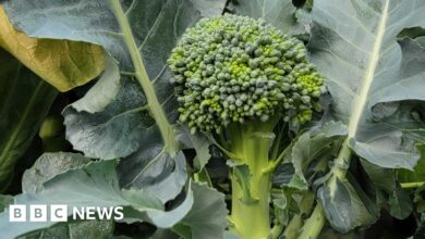 ‘We are creating new crops five-times faster’